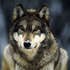 Grey-wolf-snow